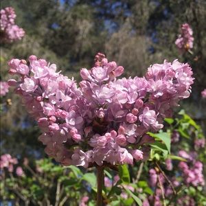 Meet your Posher, Carrie